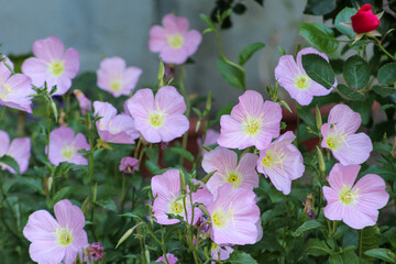 Detailed macro of a white evening-primrose (Oenothera speciosa) flower thriving in a garden, showcasing its delicate texture and soft white petals under natural light.