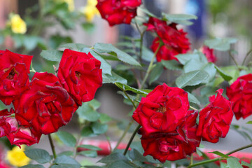 Macro shot of fading red roses with visible signs of age and decay. Natural beauty in imperfection, surrounded by green leaves.