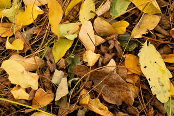 Fallen autumn leaves on forest floor
