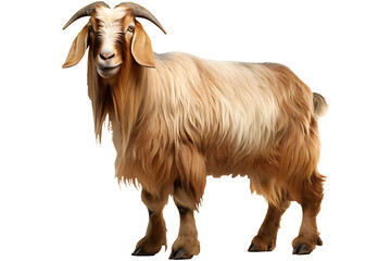 Fototapeta premium Long haired boer goat side view isolated on transparent background
