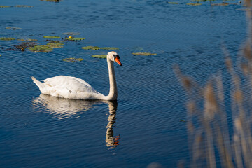 Mute Swan Gliding on Calm Waters at Federsee, Baden-Württemberg, Germany