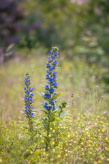 Close up of blue wildflower viper's bugloss in the meadow
