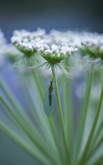 closeup shot of a green lacewing on a white flower in meadow.