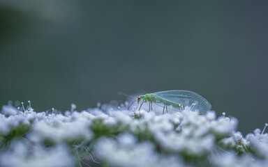 closeup shot of a green lacewing feeding nectar on a white flower in meadow