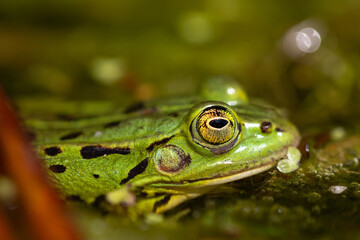 Nahaufnahme von einem Wasserfrosch / Teichfrosch in der Sonne in einem Naturschutzgebiet in Wehrheim, Hochtaunuskreis

