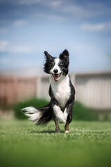 Border collie senior dog running on green lawn with happy face