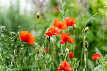 Vibrant red poppies blooming amidst lush green vegetation