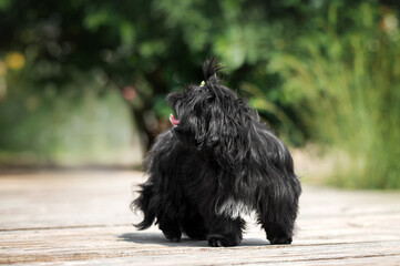 black shih tzu dog walking in the yard on a green lawn, portraits of pets outdoors