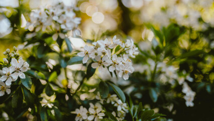 white flowers on a tree