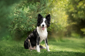 Border collie senior dog sitting under a bush on a green lawn, beautiful portrait in nature
