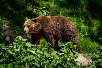 Pair of Brown Bears in Forest Vegetation at Alternativer Bärenpark Schwarzwald © Mustafa