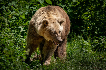 Brown Bear Walking Through Forest at Alternativer Bärenpark Schwarzwald