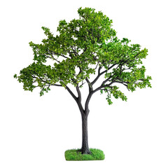 Obraz premium tree isolated on white background