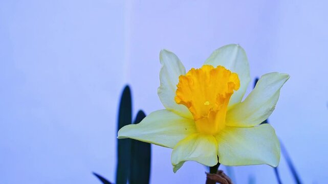 Video footage of beautiful daffodil flower with white petals, bright yellow, orange corolla and pistil swaying in wind close-up on blurred long leaves and white background. Flowering period of plants