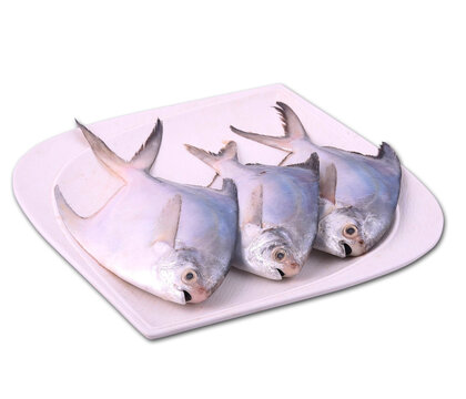 fresh export quality white pomfret fish