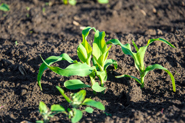 Young corn plants with vibrant green leaves emerge from dark, nutrient-rich soil in a sunny rural field during springtime growth