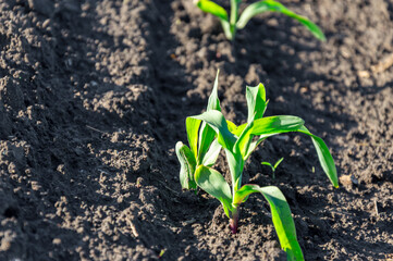 Young corn plants thrive in well-tended soil, reaching for sunlight as they start their growth journey in the field
