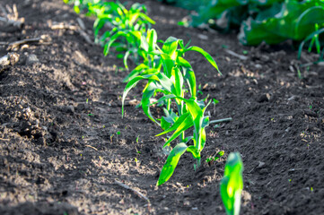 Vibrant young corn plants rise from dark, fertile soil, illuminated by warm sunlight in a vast agricultural field