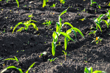 Young corn plants are emerging from rich dark soil in a farming field under bright sunlight during early summer, showing growth and vitality