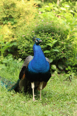 Obraz premium Beautiful peacock with bright plumage against the background of nature. Brightly colored peacock. Bird close-up. Males demonstrate their plumage