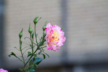 Close-up of a single blooming pink and yellow rose with surrounding buds, standing out against a soft, blurred urban background.