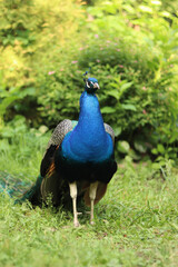 Obraz premium Beautiful peacock with bright plumage against the background of nature. Brightly colored peacock. Bird close-up. Males demonstrate their plumage