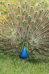 Fototapeta premium Beautiful peacock with bright plumage against the background of nature. Brightly colored peacock. Bird close-up. Males demonstrate their plumage