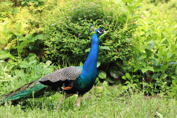 Obraz premium Beautiful peacock with bright plumage against the background of nature. Brightly colored peacock. Bird close-up. Males demonstrate their plumage