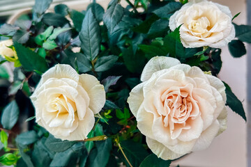 Roses blooming beautifully in a garden during spring season