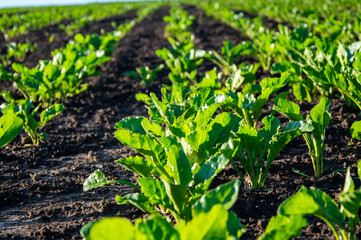 Rows of vibrant sugar beet plants are thriving in a fertile field under bright sunlight, showcasing...