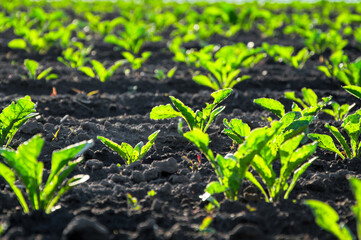 Green sugar beet plants are flourishing in dark soil, receiving ample sunlight, showcasing healthy growth in a field setting