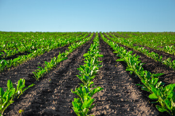 Rows of sugar beet plants grow vigorously in an expansive field, showcasing healthy green leaves and rich soil under bright sunlight