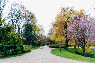 Beautiful spring afternoon stroll through a serene park with blooming trees