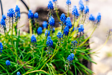 Blooming blue flowers display vibrant colors in a sunny garden setting during spring season