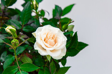 Delicate white rose blooming amidst lush green leaves in a peaceful garden setting