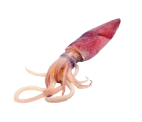 fresh needle squid fish