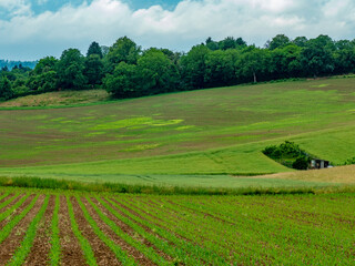 Obraz premium Maisanbau im Frühjahr
