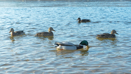 In a city pond at the end of winter, a lively flock of ducks navigates the icy waters, showcasing their resilience against the cold as they prepare for the arrival of spring.