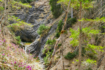 Felsschlucht Pfanngraben mit Heideblüte Erikablüte