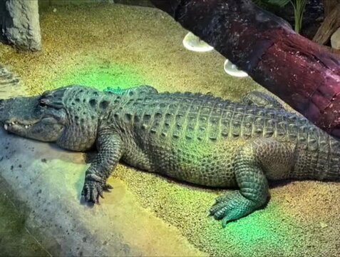 the crocodile
