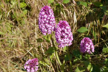 Pink trilobate flowers of Pyramidal orchids or anacamptis pyramidalis on erect unbranched stems...