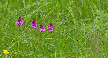  (Anacamptis pyramidalis)  A row of spring flowering of beautiful pinkish pyramidal orchid or...