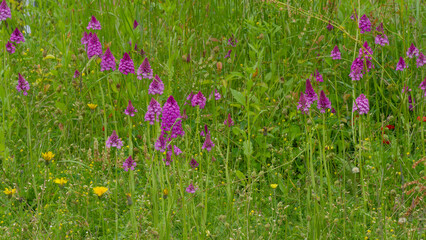 A grassland filled with spectacular colony of  pyramidal orchids (Anacamptis pyramidalis) with...