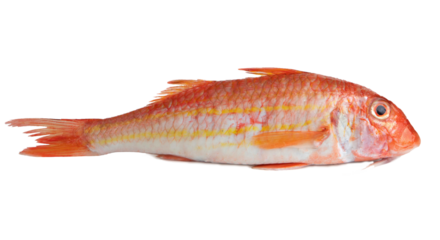 fresh whole red mullet fish