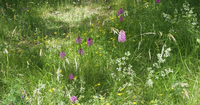 Anacamptis pyramidalis | Orchis pyramidalis - Pyramid orchis - Pyramidal orchid. Magnificent terrestrial pink orchids in a grassland atop erect stems swaying gently in the wind.