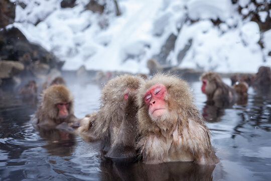 Group of Japanese snow monkeys taking a bath in a hot spring, Jigokudani monkey park, Nagano Prefecture, Japan