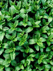 A spearmint leaves on the natural plantation pattern background.