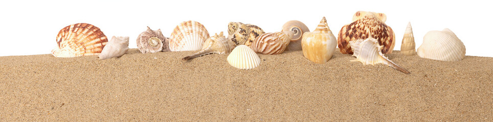 Coquillages sur un fond de sable de plage

