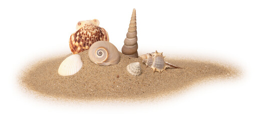 Coquillages sur un fond de sable de plage

