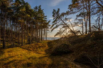 Sunlit Forest by the Coastal Dunes